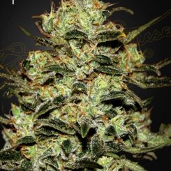Greenhouse Seed Co. Moby Dick