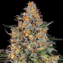 bubba kush cannabis seeds by barneys farm