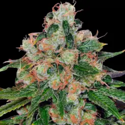 cbd caramel cannabis seeds by barneys farm