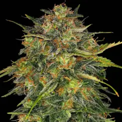 cheese cannabis seeds by barneys farm