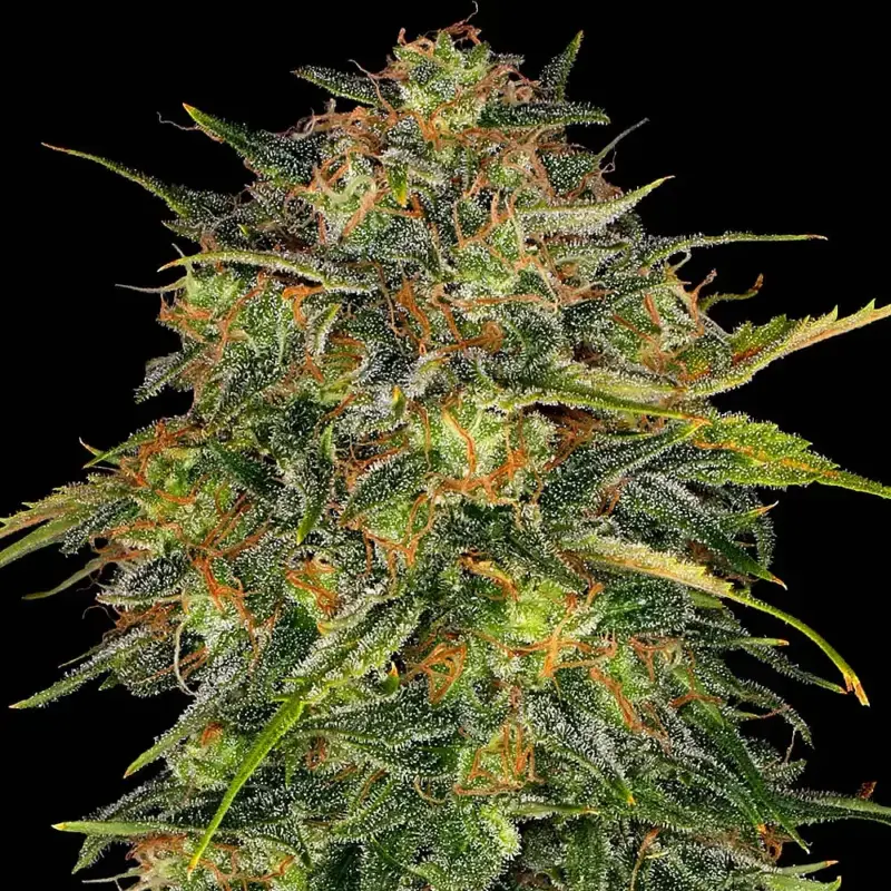 cheese cannabis seeds by barneys farm