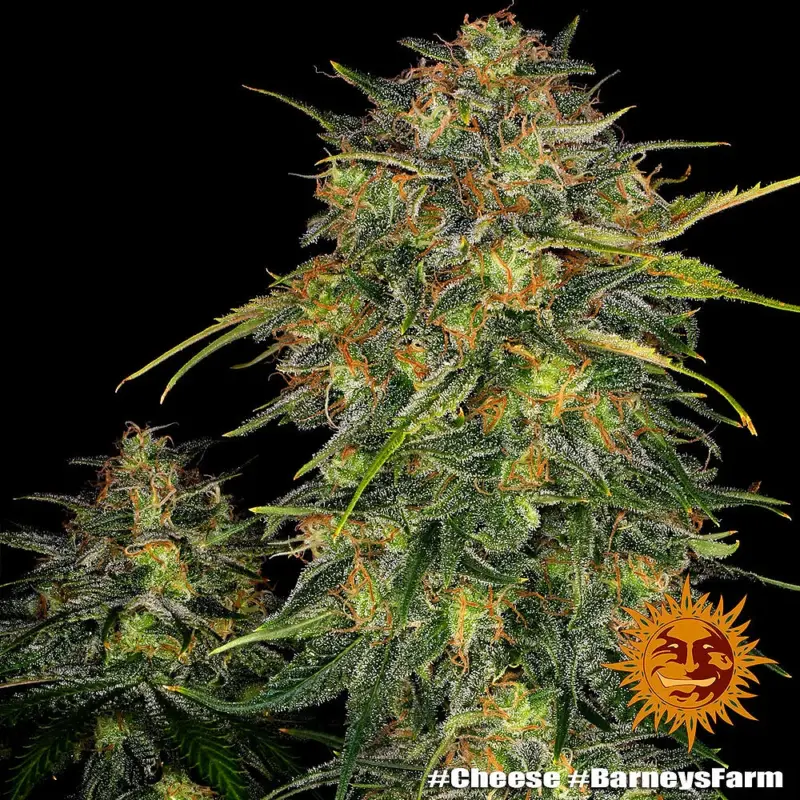 cheese cannabis seeds by barneys farm