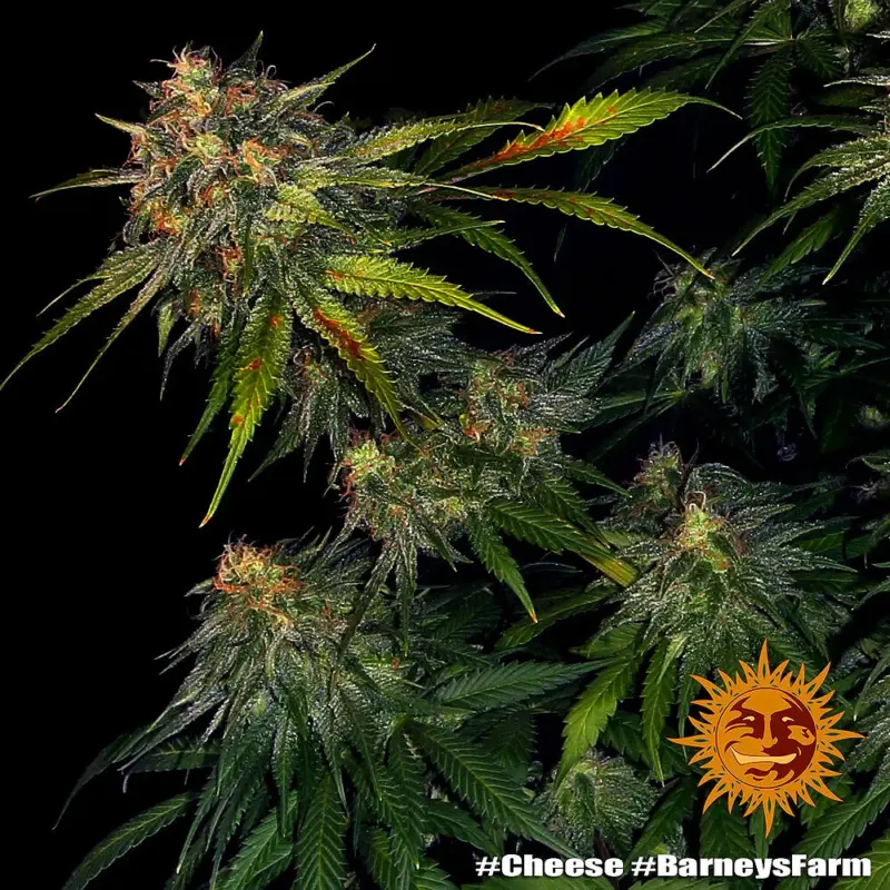 cheese cannabis seeds by barneys farm