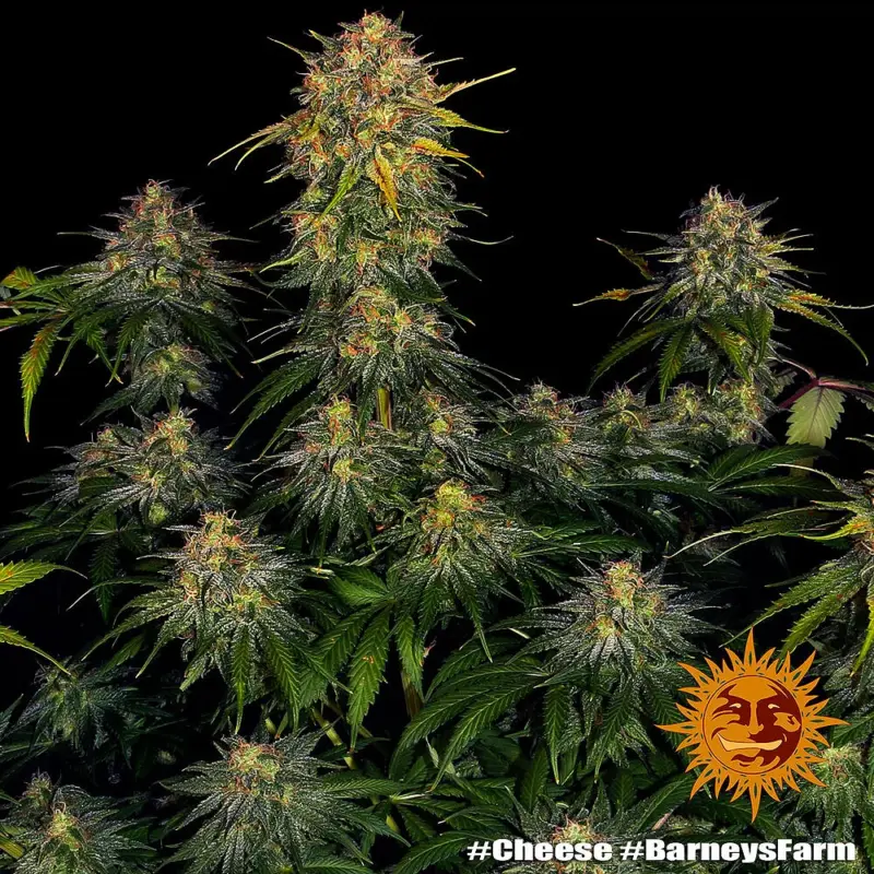 cheese cannabis seeds by barneys farm