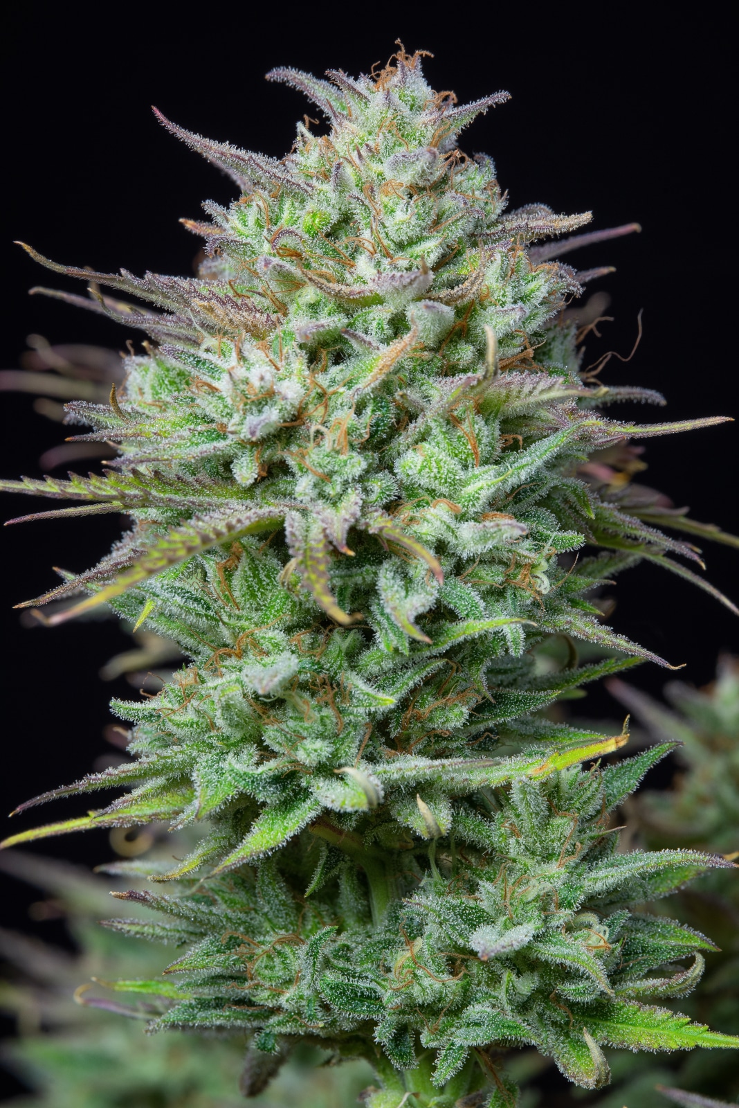 KOSHER CAKE AUTO Description This autoflower grows up to 120cm and yields a...