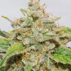 Close-up image of a Skywalker Haze Auto covered in trichomes, with visible orange pistils and green leaves.