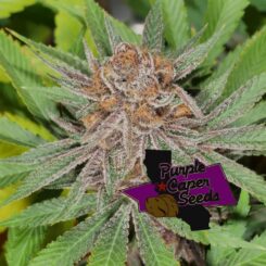 Close-up image of a cannabis plant with dense, frosty buds and green leaves, labeled "Blackberry Runtz Cake Auto (F)." A logo on the bottom right reads "Purple Caper Seeds.