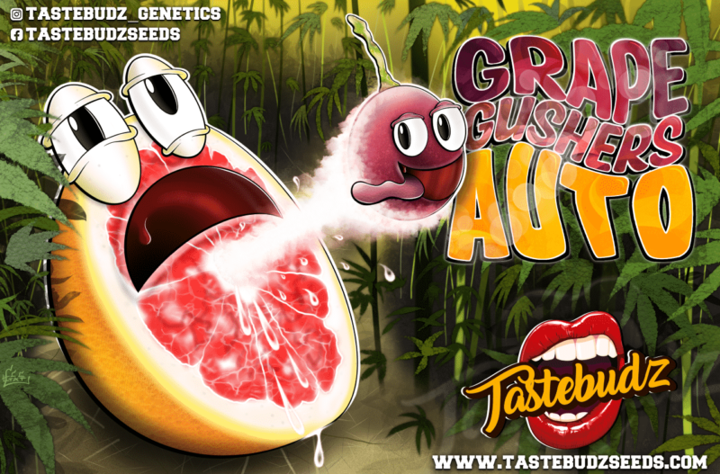 Tastebudz Grape Gushers Auto