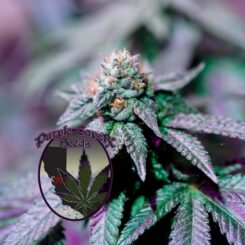Close-up image of a cannabis plant with purple-hued leaves and a prominent flower bud, labeled "Mjolnir Runtz Cake Auto (F)," featuring the logo "Purple Caper Seeds" with a marijuana leaf and a city skyline.