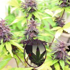 Image of several cannabis plants with purple buds and green leaves, accompanied by a logo reading "Purple Caper Seeds" featuring a marijuana leaf and cityscape background. One plant stands out as the Purple Runtz Cake Auto (F), flaunting vibrant hues and exceptional growth.