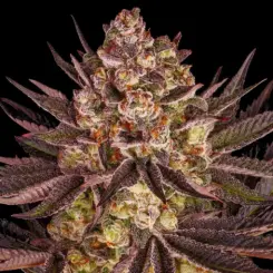 biscotti mintz cannabis seeds by barneys farm