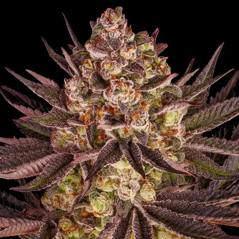 biscotti mintz cannabis seeds by barneys farm