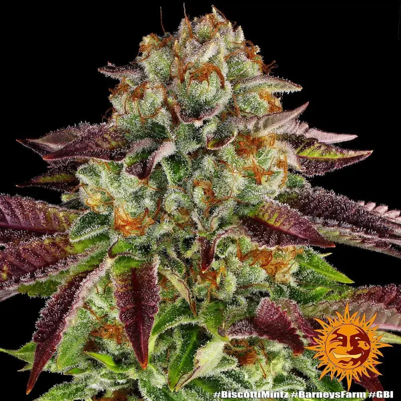 biscotti mintz cannabis seeds by barneys farm