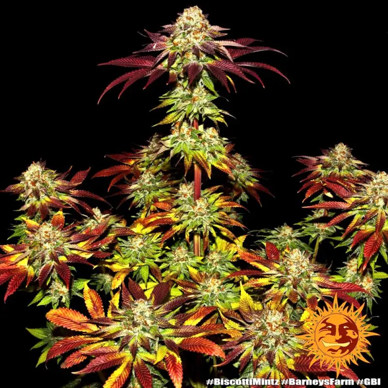 biscotti mintz cannabis seeds by barneys farm