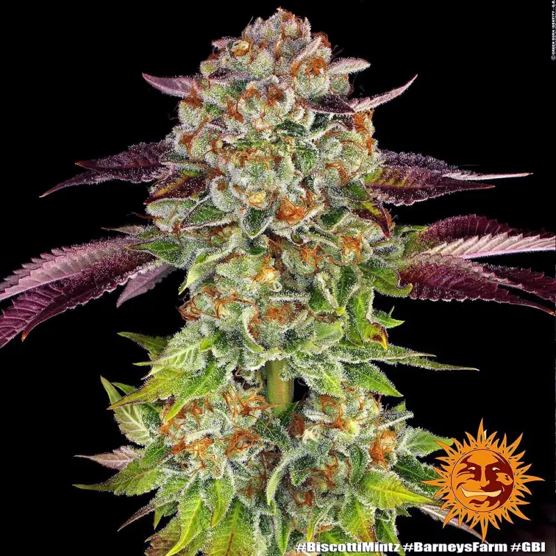 biscotti mintz cannabis seeds by barneys farm