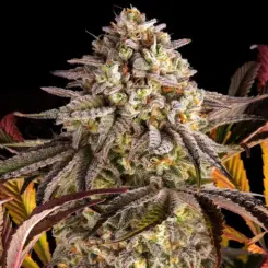 blue sunset sherbert cannabis seeds by barneys farm