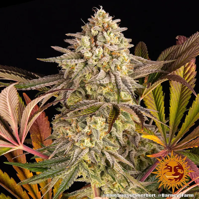 blue sunset sherbert cannabis seeds by barneys farm