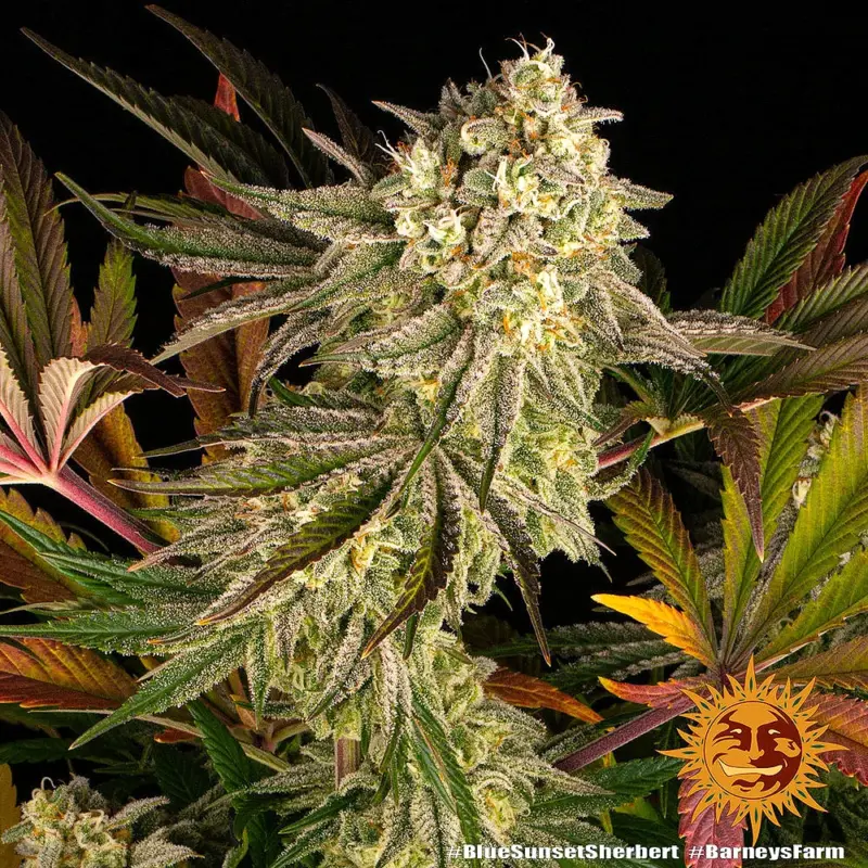 blue sunset sherbert cannabis seeds by barneys farm