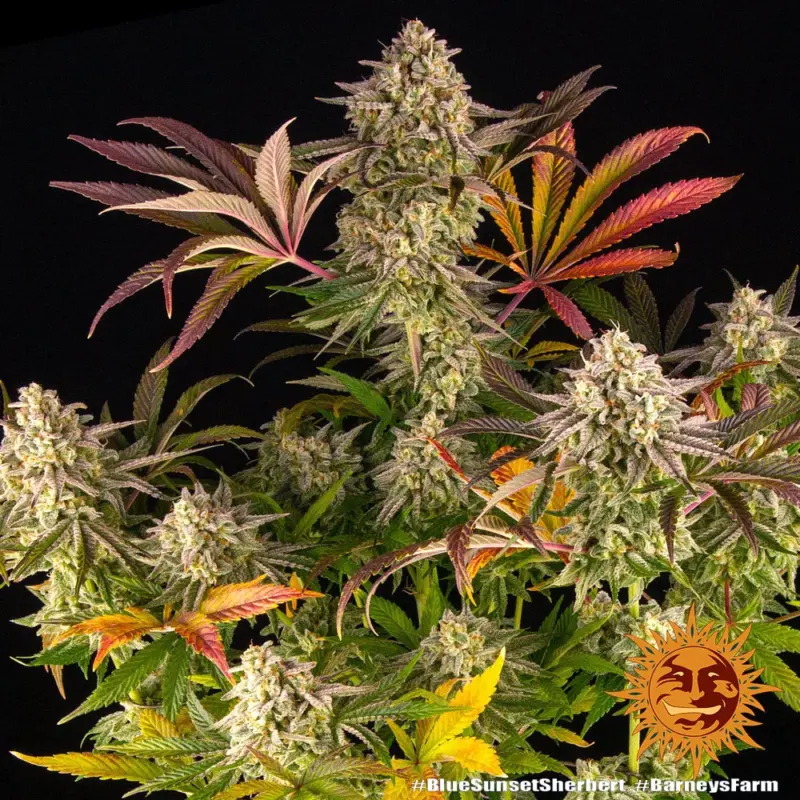 blue sunset sherbert cannabis seeds by barneys farm