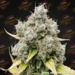 Close-up of a dense Gelonade (F) cannabis bud covered in crystalline trichomes. The background features the Tastebudz logo. Text "@bud_spencer_of_herbs" is visible at the bottom.