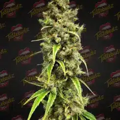 A close-up of a mature cannabis plant covered in buds and leaves, with the "Tastebudz" logo repeated in the background. The Vanilla Frosting (F) strain enhances the scene with its frosty allure.