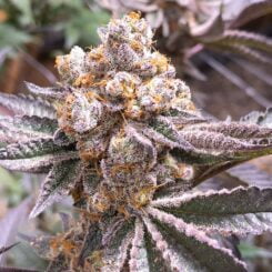 Close-up of a Westside Creeper (R) cannabis plant showing dense, mature buds covered in trichomes with a mix of green and purple leaves.