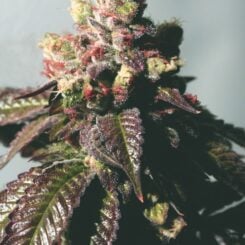 Close-up image of a flowering Passion Berry (F) cannabis plant with green and purple-tinged leaves and dense, trichome-covered buds.