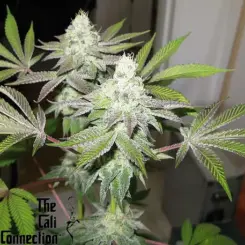 78 cannabis seeds by the cali connection