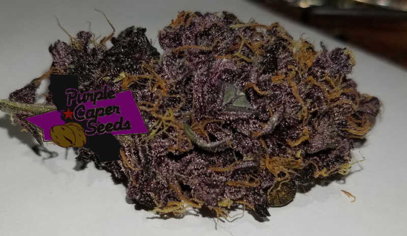 A close-up image of a dark purple cannabis bud with orange hairs, featuring the Purple Caper Seeds logo on the left side, showcases the exquisite Grape Runtz Cake Auto (F).