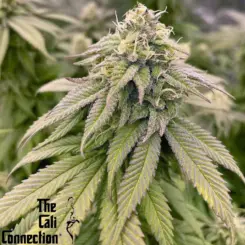 boss hog cannabis seeds by the cali connection