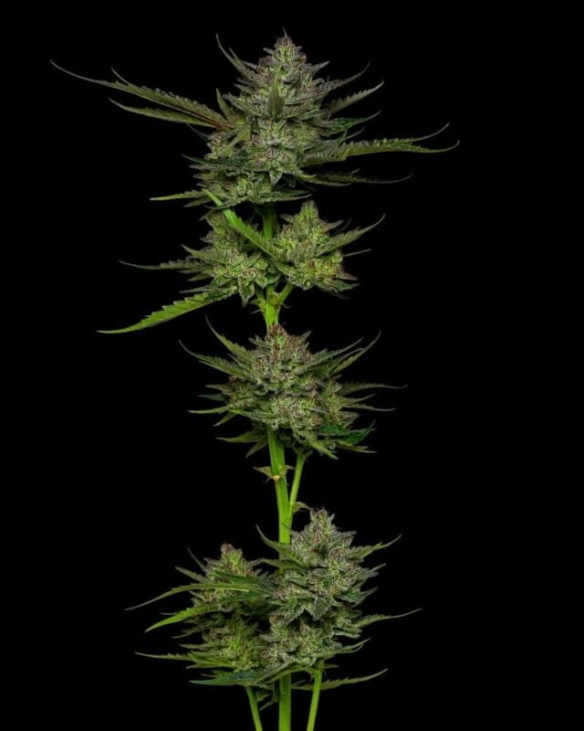 A tall Sour Apple Auto with multiple dense clusters of buds and dark green leaves against a black background.