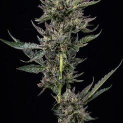 Notorious THC Humboldt Seed Co