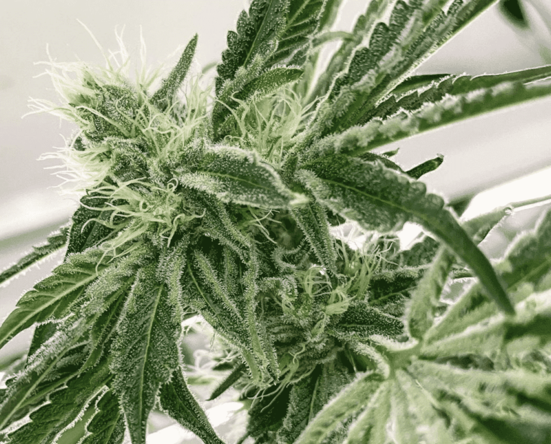 Close-up of a cannabis plant with dense green leaves and visible trichomes, resembling the intricate artistry of Pasties (R).