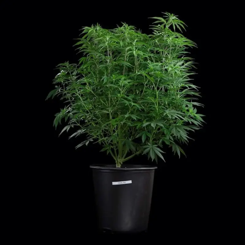 feminized cinderella 99 cannabis seeds by brothers grimm seeds