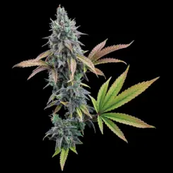 feminized cinderella 99 cannabis seeds by brothers grimm seeds