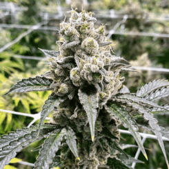 Close-up of a cannabis plant with dense buds and leaves, covered in resinous trichomes, growing indoors with netting in the background, reminiscent of a DISCONTINUED Sweat Helmet (R) that's seen its fair share of battles.