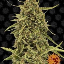Close-up of a large, mature Widow Remedy (R) cannabis plant with dense buds. The background features a dark pattern, and a sun logo is visible in the bottom right corner.