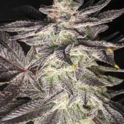 Close-up of a Smell of Success (F) cannabis plant with dense, frosty trichomes covering its leaves and buds against a dark background, exuding an alluring fragrance.