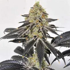 marsh mellow feminized cannabis seeds by lovin in her eyes