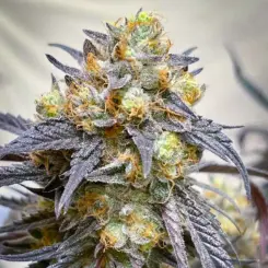 midnight moonlight feminized cannabis seeds by lovin in her eyes