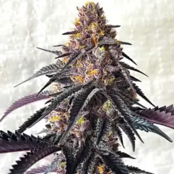 picasso moon feminized cannabis seeds by lovin in her eyes