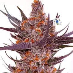 spanish moon s1 feminized cannabis seeds by lovin in her eyes