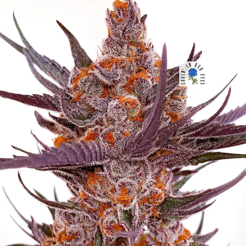 spanish moon s1 feminized cannabis seeds by lovin in her eyes