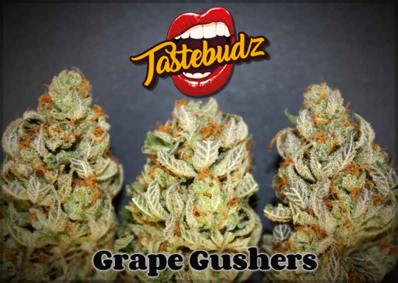 Grape Gushers (F) » Seeds, Tastebudz, Tastebudz Photoperiod