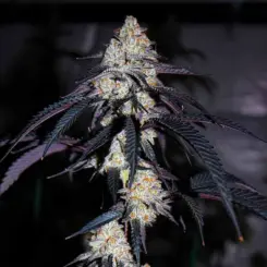 pearl cadillac feminized cannabis seeds by lovin in her eyes