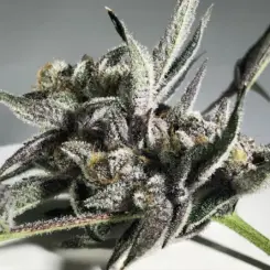 Close-up of a Purple Turban (F) cannabis bud covered in trichomes, highlighting its dense and frosty appearance against a plain background.