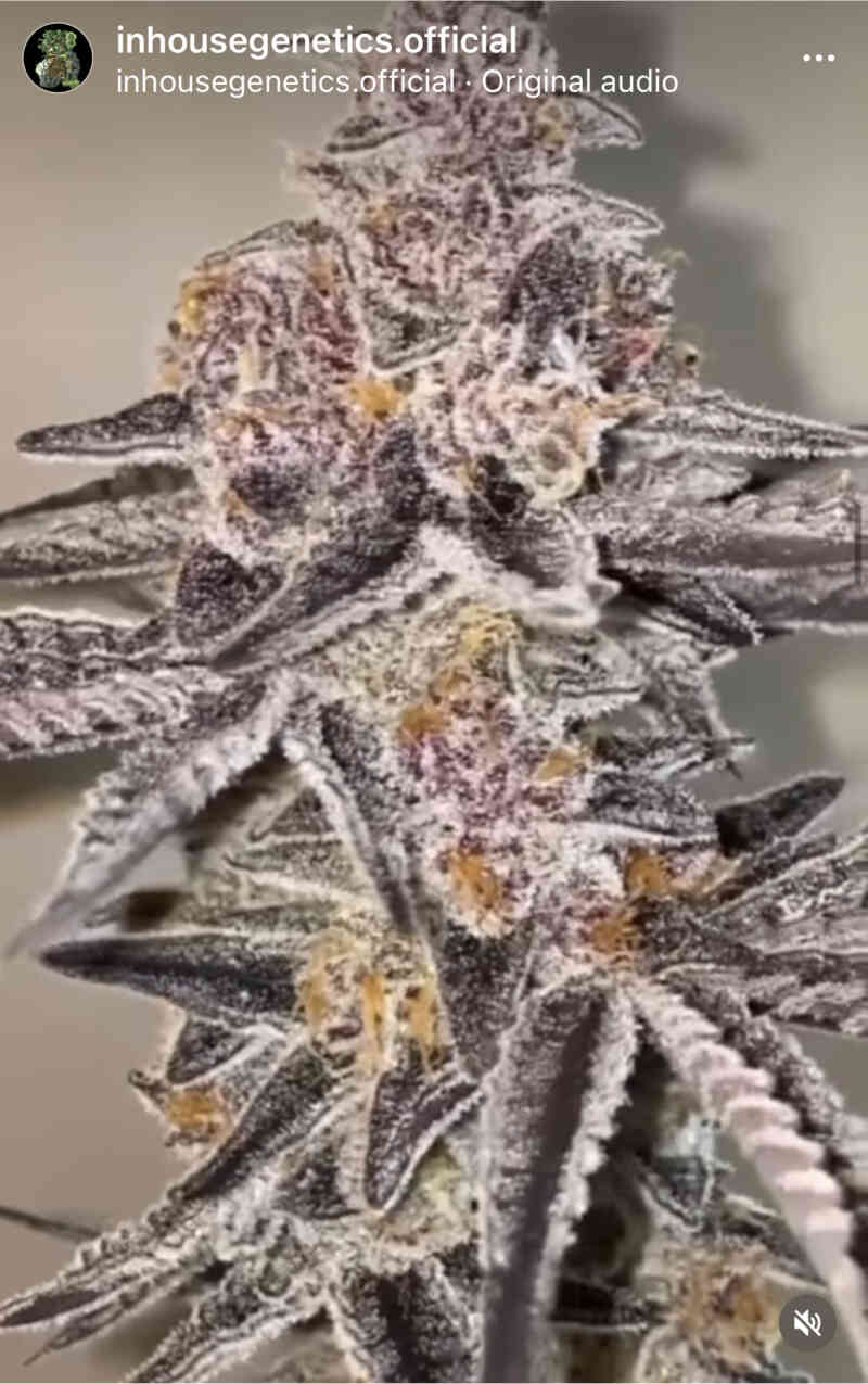 King Kush Breath V2 (F) » In House Seeds