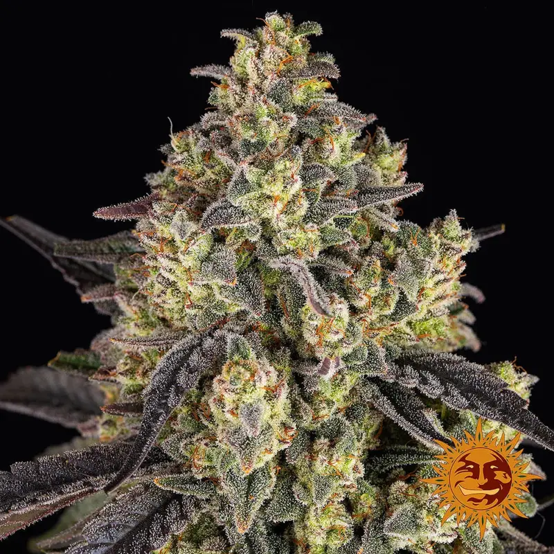 kush mintz by barneys farm