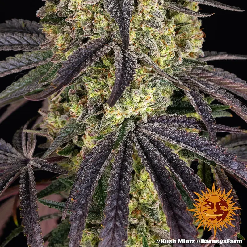 Kush Mintz by Barneys Farm