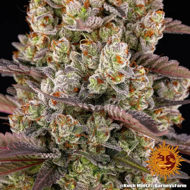 Kush Mintz by Barneys Farm